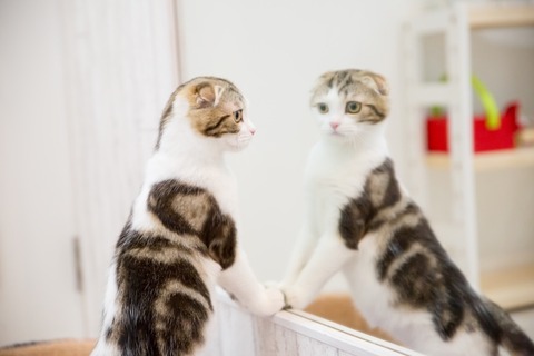 鏡猫04