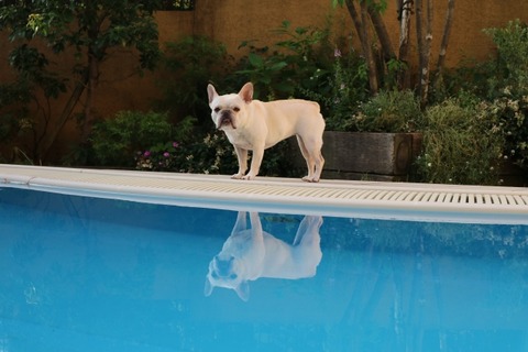 犬とプール うめぞうさんによる写真ACからの画像