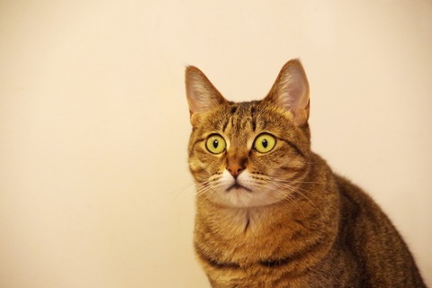 猫プロフィール写真
