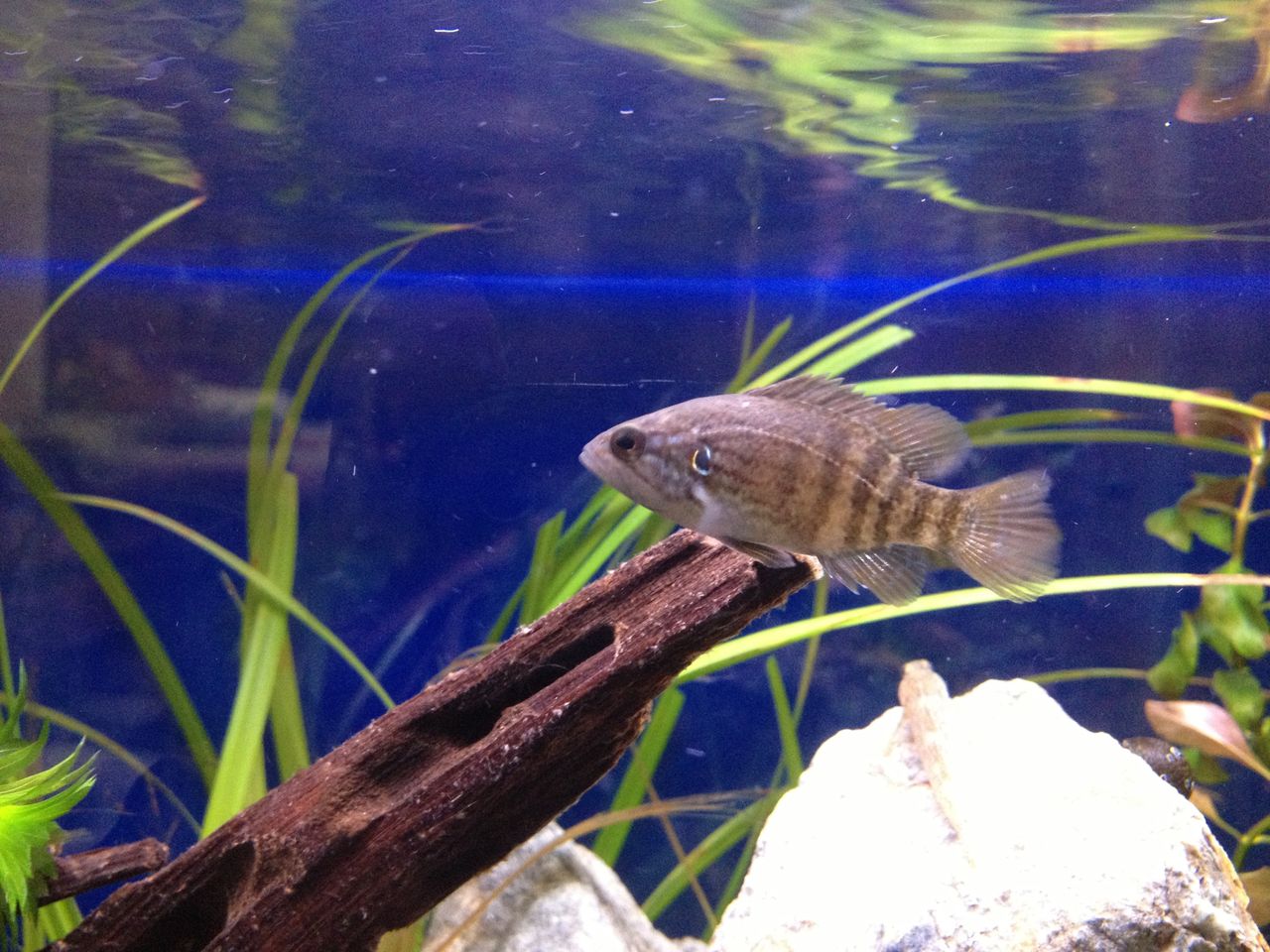 Hira S Game 淡水魚 Hira S Game 淡水魚