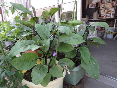 P6040304