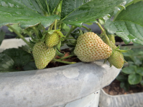 P6050308