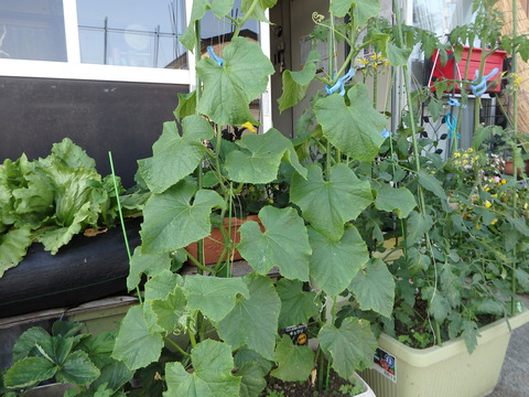 P6040302