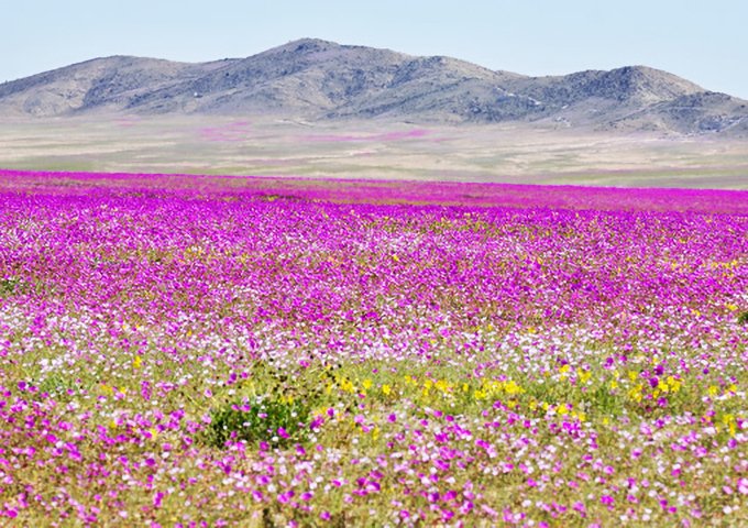 砂漠の絶景ベスト３ チコちゃんに叱られる R3 3 26 山中典和 That S A Life