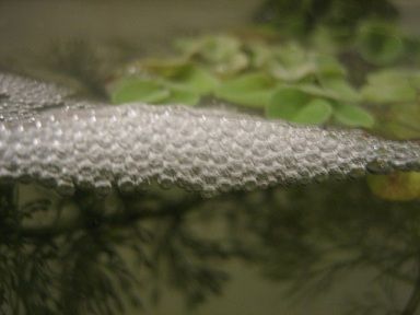 熱帯魚 ベタの泡巣 あわす も色々だー ﾟwﾟ 泡巣の写真集 熱帯魚ベタの飼育にチャレンジ