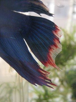 ねずみちゃんのこの頃 熱帯魚ベタの飼育にチャレンジ