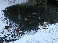 snow 2