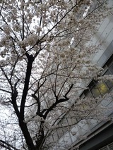 枚方市駅そばの桜