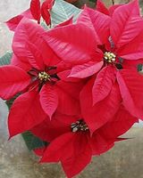 poinsechia