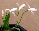 本来の花の色は朱鷺色