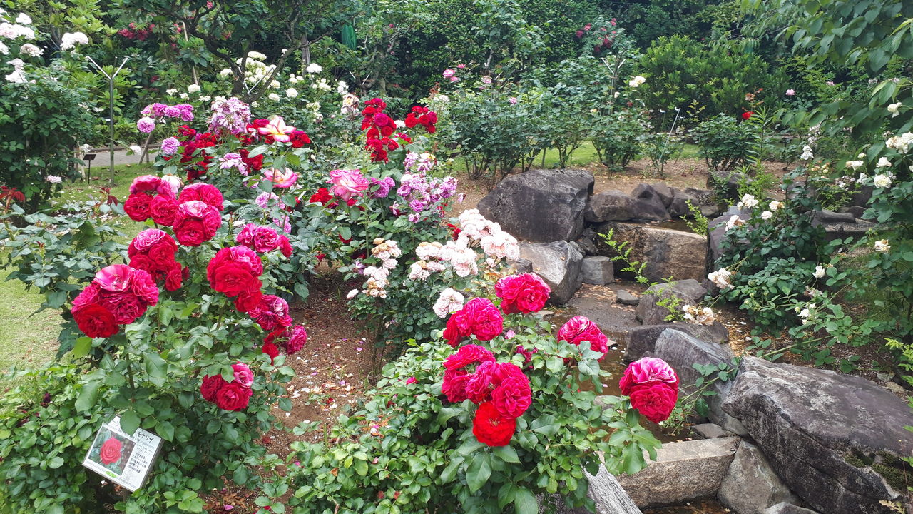 情熱の薔薇 谷津バラ園のバラソフト 習志野市 関東b級グルメドライブ ちょに らいでん がメタボで帰還 情熱の薔薇 谷津バラ園のバラソフト 習志野市 関東b級グルメドライブ ちょに らいでん がメタボで帰還