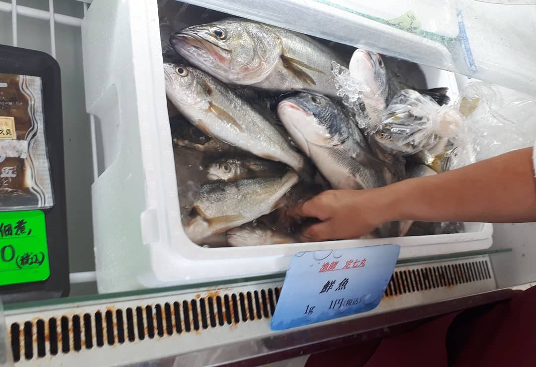 刺身も可能な朝捕れの イシモチ 三番瀬みなとやさんの鮮魚販売 船橋 関東b級グルメドライブ ちょに らいでん がメタボで帰還