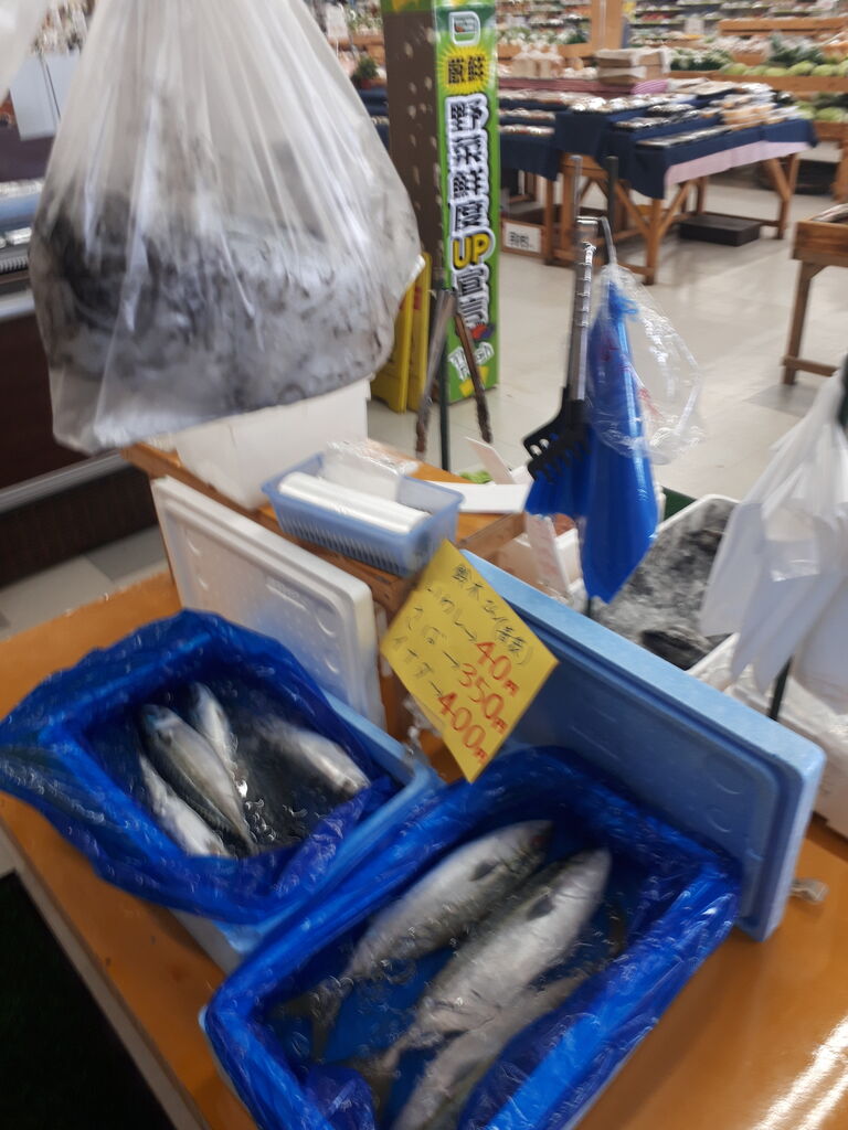 千葉県ちょいネタ集 スミイカ150円黒鯛450円 年千葉海鮮 その9 関東b級グルメドライブ ちょに らいでん がメタボで帰還