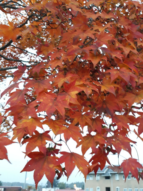 20181026_164820