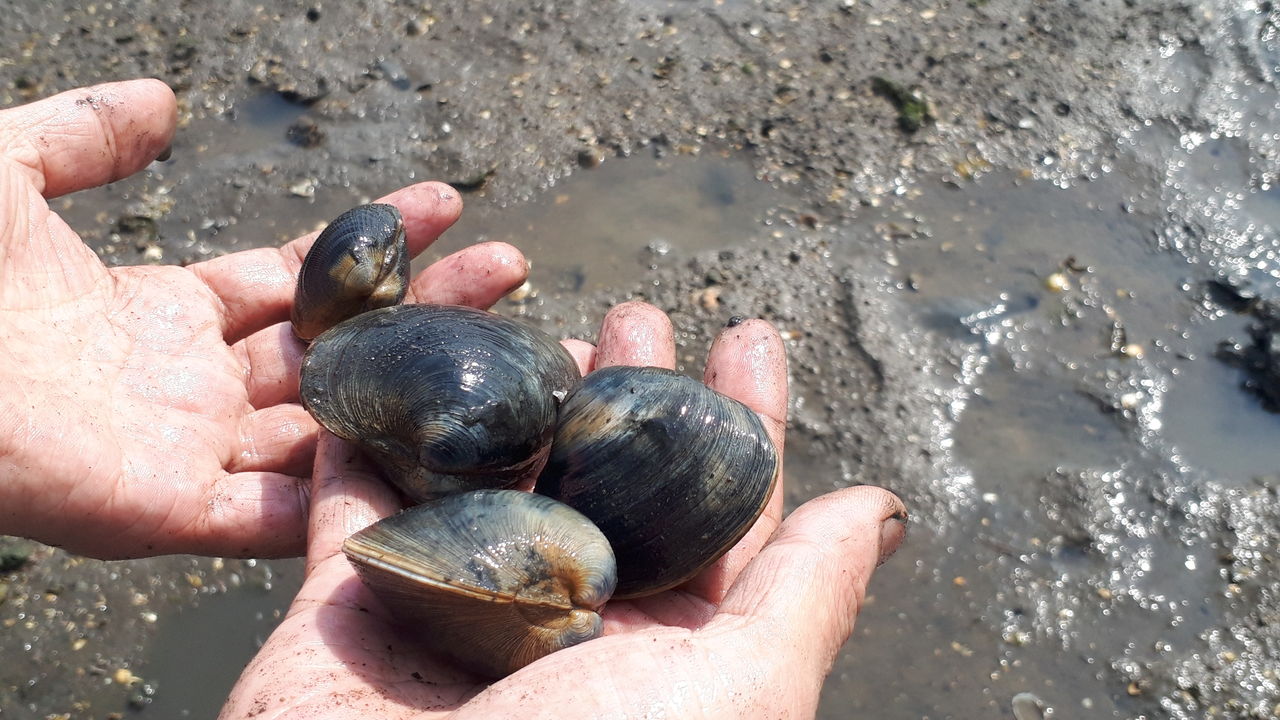 ようこそ面白半島千葉へ 市川市某所にてホンビノスを収穫して食べてみた 関東b級グルメドライブ ちょに らいでん がメタボで帰還