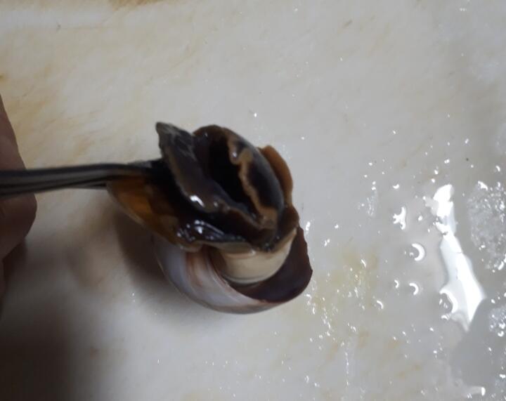 マニアックなツメタ貝とイボニシ貝を捕って食してみた 千葉ポートパークの潮干狩り 関東b級グルメドライブ ちょに らいでん がメタボで帰還