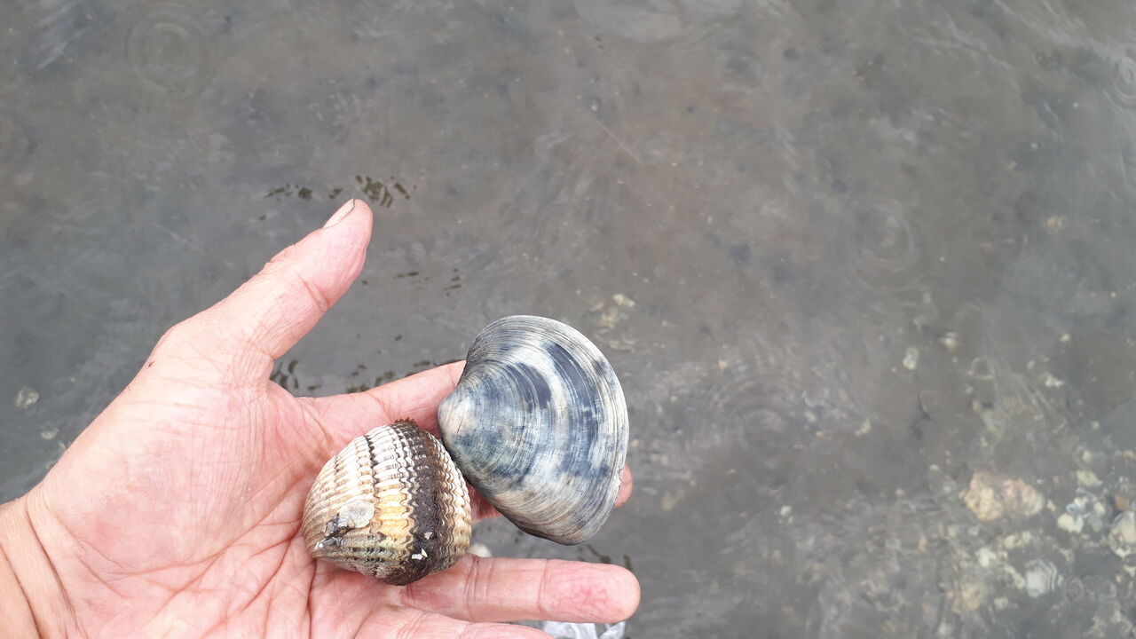 船橋の海の幸 赤貝の親戚 サルボウ貝 関東b級 ご当地グルメドライブ ちょに らいでん がメタボで帰還 船橋の海の幸 赤貝の親戚 サルボウ貝 関東b級 ご当地グルメドライブ ちょに らいでん がメタボで帰還