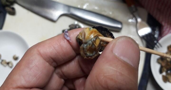 マニアックなツメタ貝とイボニシ貝を捕って食してみた 千葉ポートパークの潮干狩り 関東b級グルメドライブ ちょに らいでん がメタボで帰還