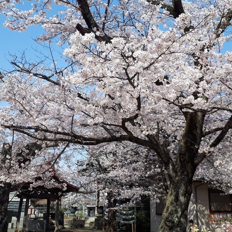 IMG_20210327_130510_649