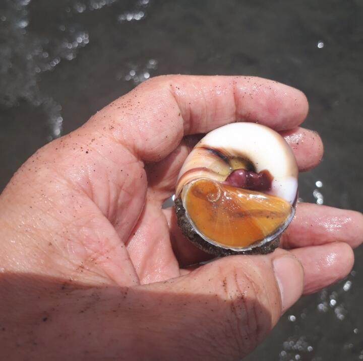 マニアックなツメタ貝とイボニシ貝を捕って食してみた 千葉ポートパークの潮干狩り 関東b級グルメドライブ ちょに らいでん がメタボで帰還