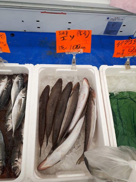 1匹100円のエソという魚を料理してみた 年海鮮 その47 関東b級 ご当地グルメドライブ ちょに らいでん がメタボで帰還