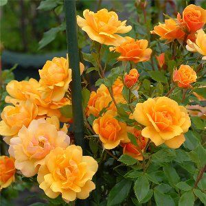 Silence Is Golden 沈黙は金 Four Seasons フォー シーズンズ 1964 洋楽和訳 Neverending Music Silence Is Golden 沈黙は金 Four Seasons フォー シーズンズ 1964 洋楽和訳 Neverending Music