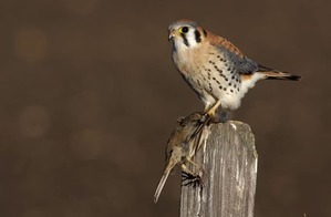 American-kestrel-7-650x425