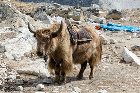 10380852-himalayan-yak-beast-of-burden_R