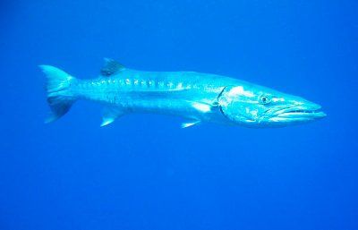 b6ef5763d2e2685612b8027b1aefcd40.600x386x1