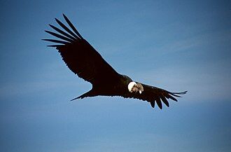 330px-Colca-condor-c03