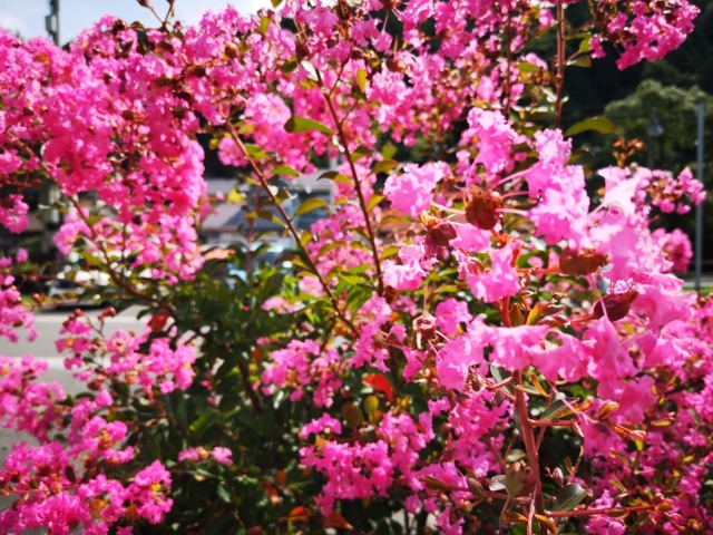 IMG_20200731_100659
