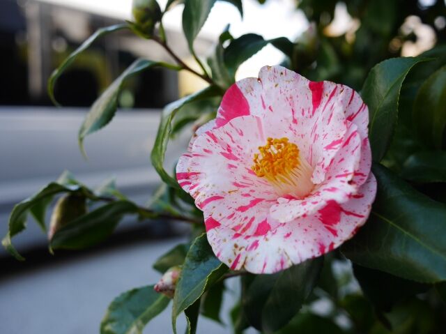 P2190492_Fotor