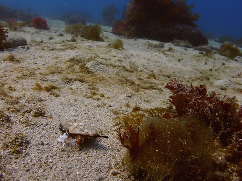ウミテング元気@平沢ビーチ