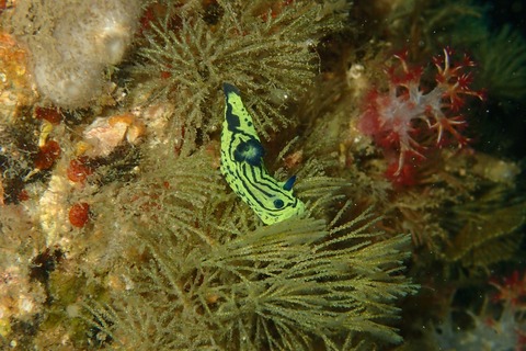 コミドリリュウグウウミウシ@平沢byイージーダイバーみーさん