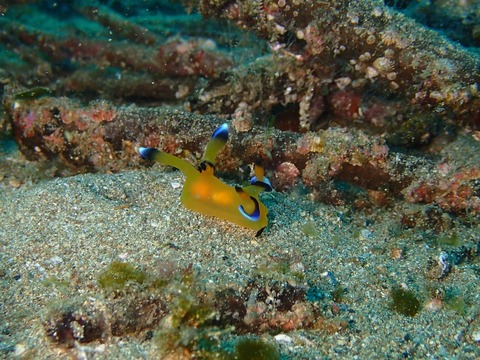 ピカチュー砂地に