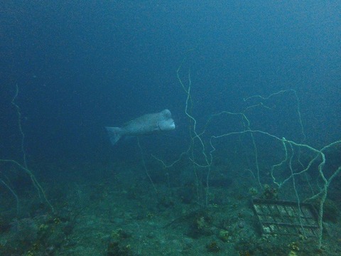 コブダイ成魚by海童 (2)