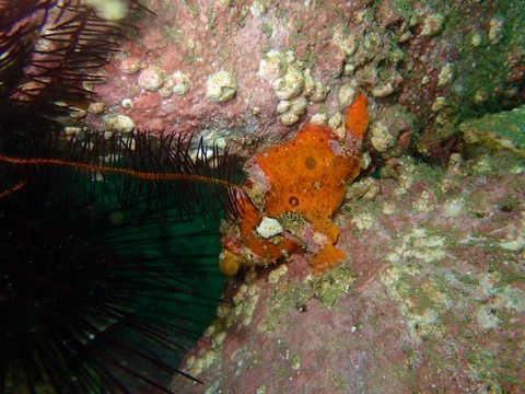 ベニカエルアンコウ