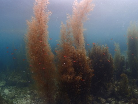 チャガラの幼魚たち