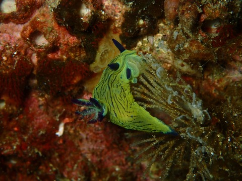 0222コミドリリュウグウ