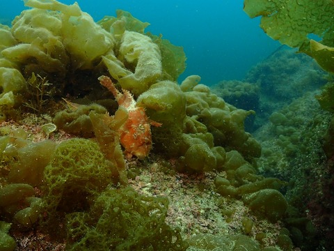 浅場のカエルアンコウ