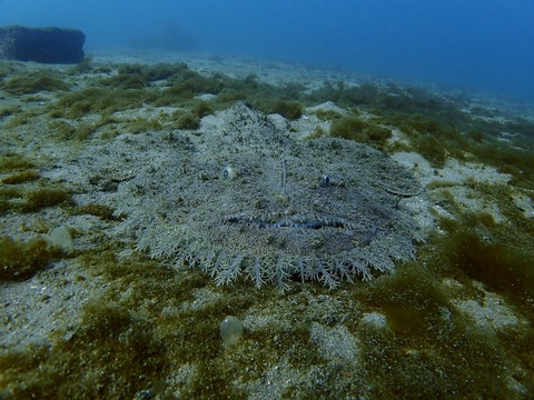 今年も平沢ビーチにキアンコウ登場