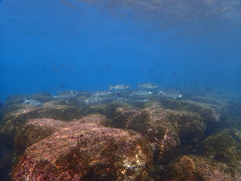 砂浜側にはボラの群れ@平沢ビーチ