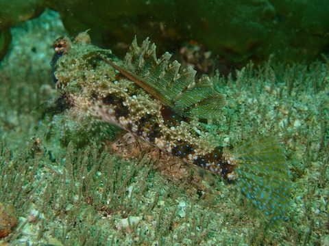 P5270564