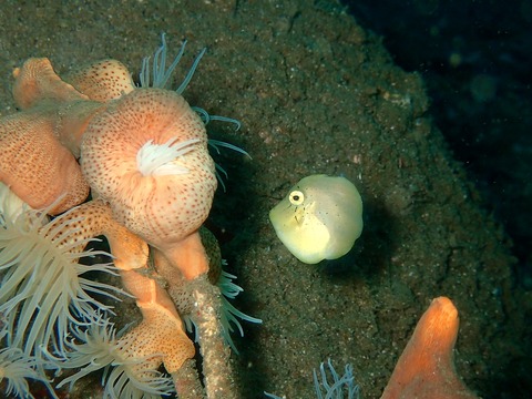 いつもカワイイねアオサハギ