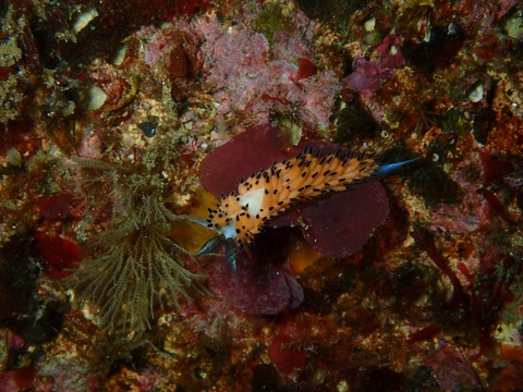 0222ツルガチゴミノウミウシ