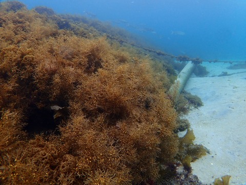 モク類生育順調@らららサンビーチ