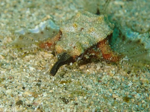 P2243016