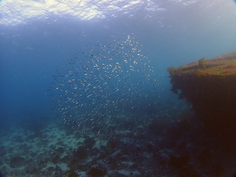 タカベの幼魚の群れ