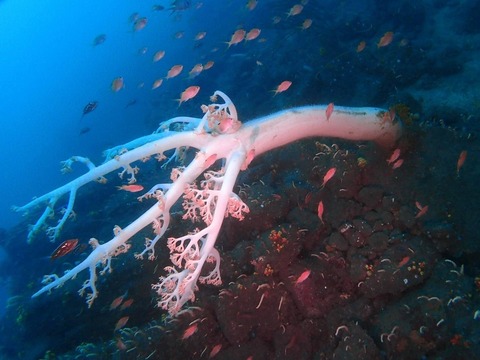 今日の淡島水中の様子byアースサウンド石橋氏 (2)