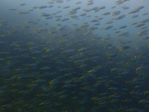 タカベの群れby海童